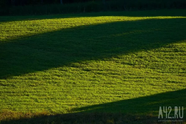 Краснокнижный гривистый баран появился в Новосибирском зоопарке
