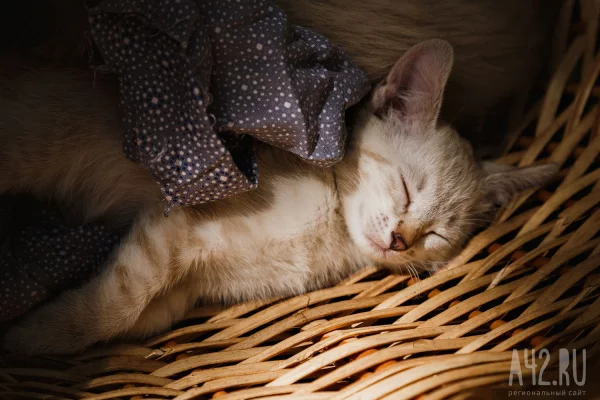 70 домашних питомцев уехали из Кузбасса в Европу, Азию и Африку с начала года