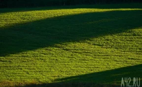 Краснокнижный гривистый баран появился в Новосибирском зоопарке
