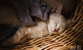 70 домашних питомцев уехали из Кузбасса в Европу, Азию и Африку с начала года