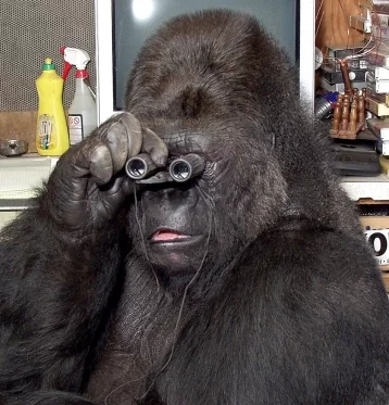 Фото: На 47 году умерла владевшая языком жестов горилла 1