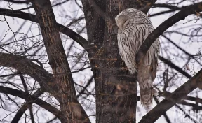Кемеровчанин заметил сову в центре города 