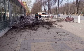 Мэр Кемерова показал последствия шквалистого ветра: упавшие ветки, повреждённые остановки