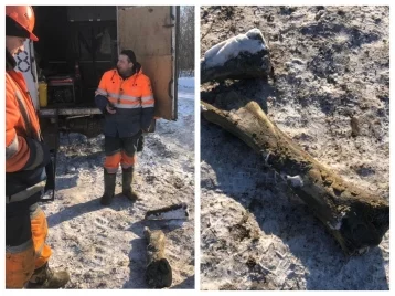 Фото: В Кемерове на Притомском проспекте нашли кости мамонта 1