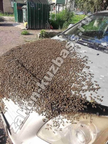 Фото: Иномарку новокузнечанина атаковали пчёлы 1