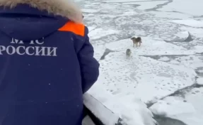 На Камчатке спасли собак, которые два дня дрейфовали на льдине
