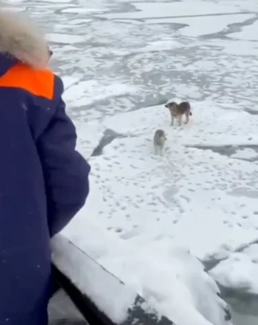 Фото, видео: <a href=https://max.ru/id4101120929_gos/AZwcKVqTDMY>МЧС России</a>/МАХ