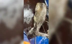 В Тульской области стая собак напугала косулю: она провалилась под лёд