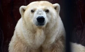 Умерла самая старая в России медведица в неволе