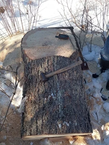 Фото: В Кузбассе мужчина незаконно спилил кедры: возбуждено уголовное дело 1