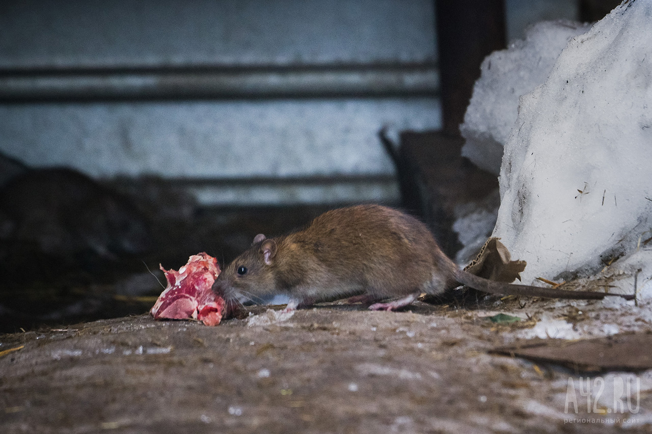«Как в Париже»: кемеровчане обсуждают крыс, замеченных на городской улице