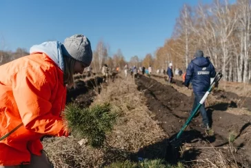 Фото: 10 000 новых деревьев в Новокузнецке: как прошёл масштабный экопраздник от Goodline 17