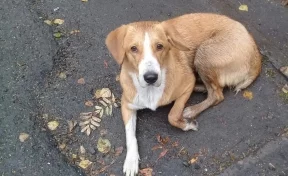 В Кемерове ищут хозяев потерявшегося пса