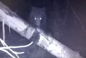 Фото: Под Новокузнецком сняли на видео медведя и лося 1