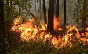 Генпрокуратура: пожары в Иркутской области устраивались ради сокрытия незаконных вырубок леса