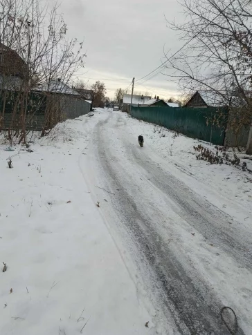 Фото: В Кемерове спасатели вытащили собаку из ямы в Рудничном бору 4