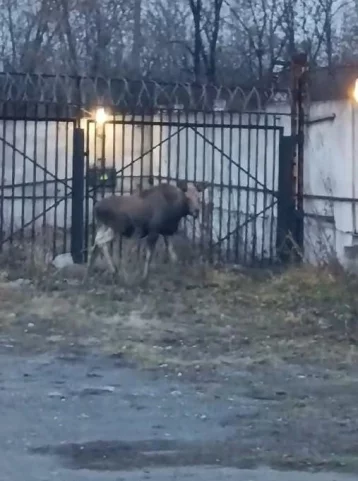 Фото: В Кузбассе лось забрёл на территорию предприятия: ему вкололи снотворное и вывезли в лес 1
