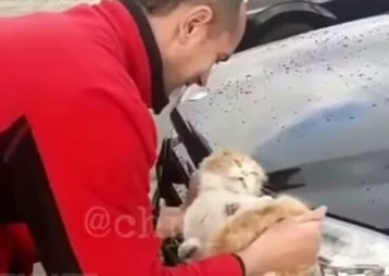 Фото: Полиция проверяет видео, на котором живодёр моет автомобиль котом 1