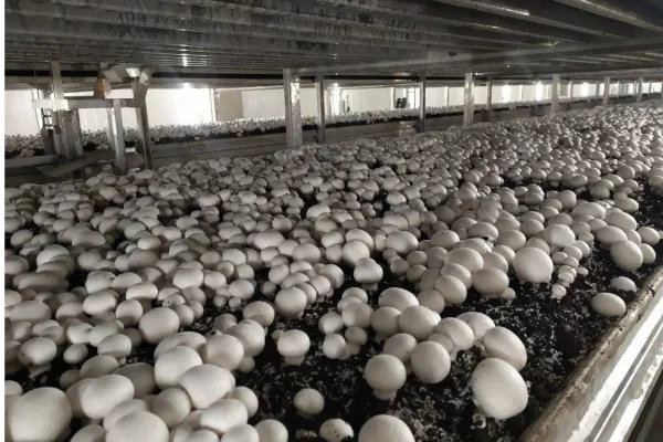 Александр Кривцов: в Кузбассе начали выращивать королевские шампиньоны