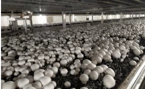 Александр Кривцов: в Кузбассе начали выращивать королевские шампиньоны