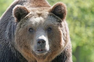 Фото: Медведь набросился на жительницу Кузбасса 1