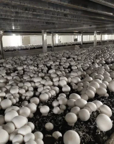 Фото: <a href=https://t.me/a_krivtzov/1989?single>Александр Кривцов</a> / Telegram