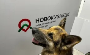 «У нас Хатико»: аэропорт Новокузнецка ищет владельцев оставленной немецкой овчарки