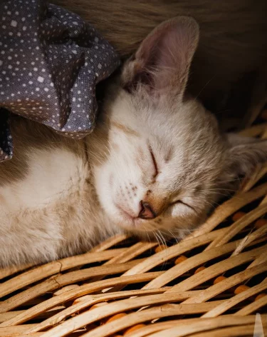 70 домашних питомцев уехали из Кузбасса в Европу, Азию и Африку с начала года