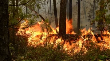 Фото: Генпрокуратура: пожары в Иркутской области устраивались ради сокрытия незаконных вырубок леса 1