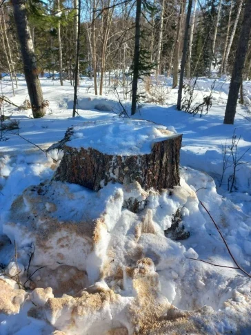 Фото: В Кузбассе мужчина незаконно спилил кедры: возбуждено уголовное дело 2