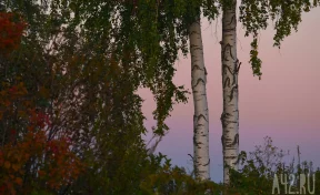 Двое кузбассовцев незаконно вырубили 85 берёз и причинили ущерб на 1,8 млн рублей  