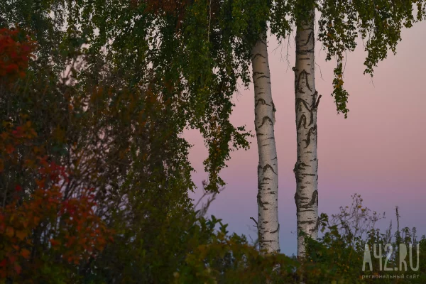 Двое кузбассовцев незаконно вырубили 85 берёз и причинили ущерб на 1,8 млн рублей  