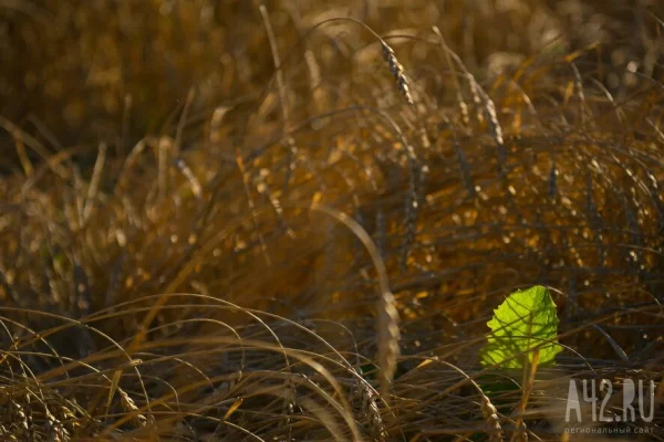 Косивший траву коммунальщик нашёл слитки золота