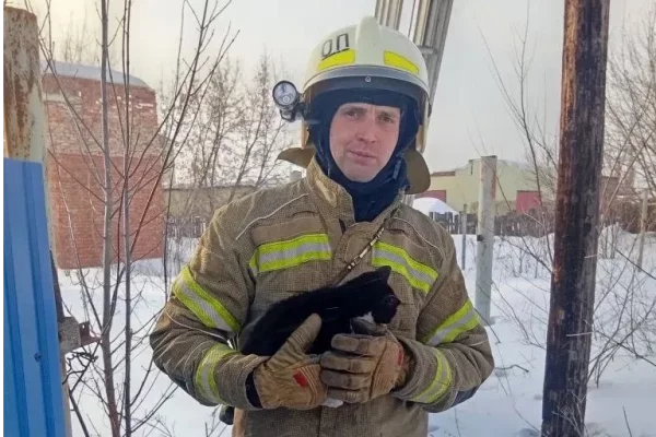В Юрге сотрудники МЧС спасли кошку, которая двое суток провела на опоре ЛЭП