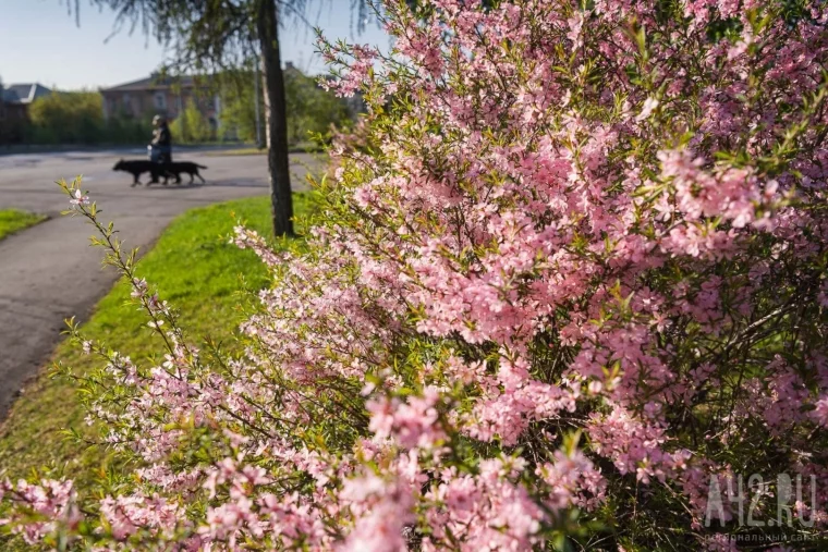 Фото: Цветущий Кемерово в мае 21