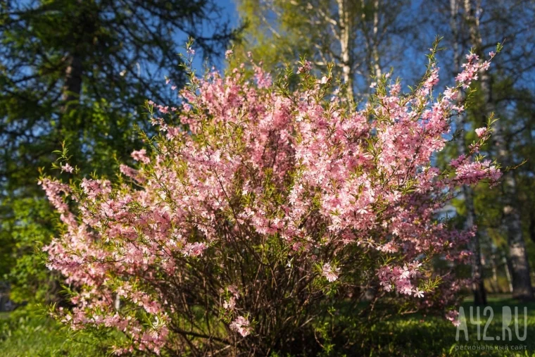 Фото: Цветущий Кемерово в мае 22