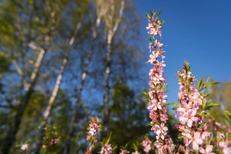 Фото: Цветущий Кемерово в мае 23