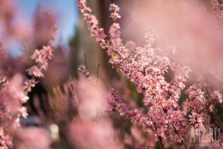 Фото: Цветущий Кемерово в мае 24