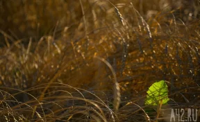 Косивший траву коммунальщик нашёл слитки золота