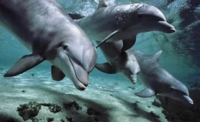 Совместный заплыв китов и дельфинов «взорвал» YouTube