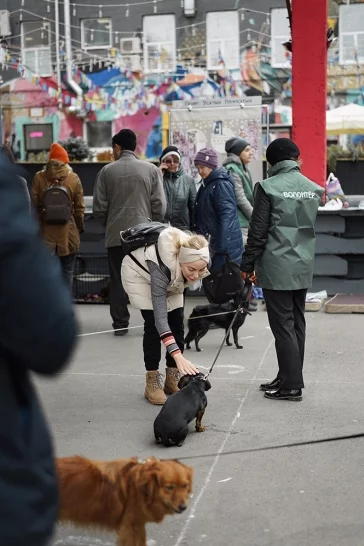 Фото: Забери четвероногого друга: в Кемерове прошла благотворительная акция по устройству бездомных собак 4