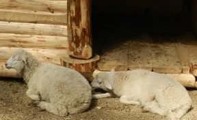 В Кемерове продают отару овец за 99 миллиардов рублей