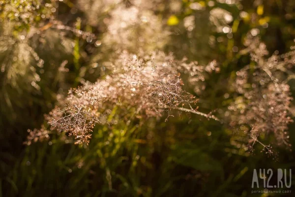 Аллерголог рассказала, от чего зависит начало сезона цветения