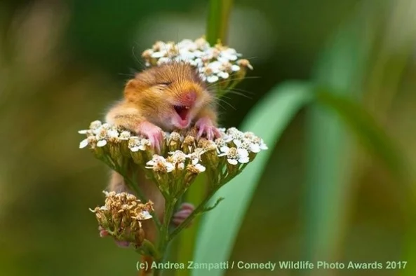 Фото: Опубликованы потрясающие работы с конкурса самых смешных снимков диких животных 3