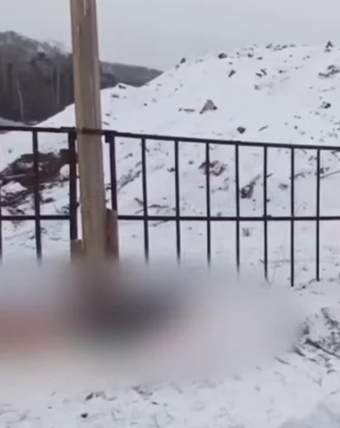 В Братске на свалке обнаружили тело мужчины со следами собачьих укусов