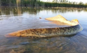 Сосёт кровь: выплывшее из озера гигантское существо шокировало рыбака