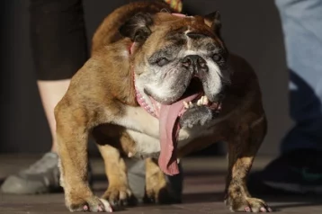Фото: Самую уродливую собаку в мире выбрали на конкурсе 1
