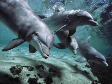Фото: Совместный заплыв китов и дельфинов «взорвал» YouTube 1