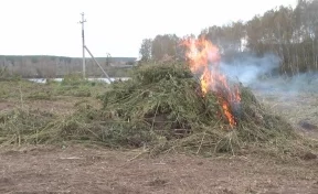 В Кузбассе полицейские уничтожили поле конопли