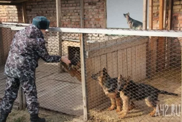 Фото: В надёжных лапах: как собаки служат в ГУФСИН 7